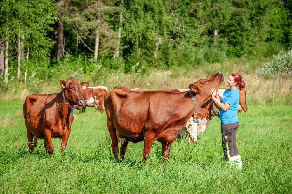 Lehmiä aurinkoisella laitumella. Opiskelija rapsuttaa yhtä lehmää, joka nauttii hoitamisesta.
